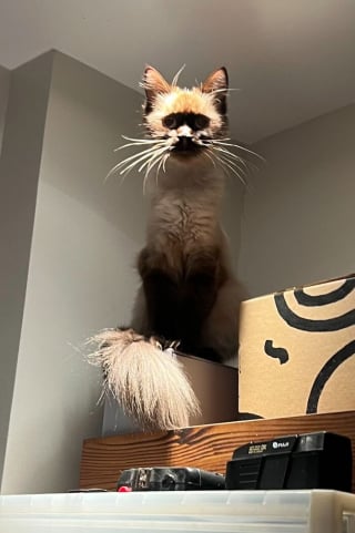 Illustration de l'article : 12 photos de chats prises sur le vif qui ne les pr&eacute;sentent pas sous leur jour le plus gracieux