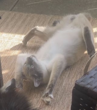 Illustration de l'article : 12 photos de chats prises sur le vif qui ne les pr&eacute;sentent pas sous leur jour le plus gracieux