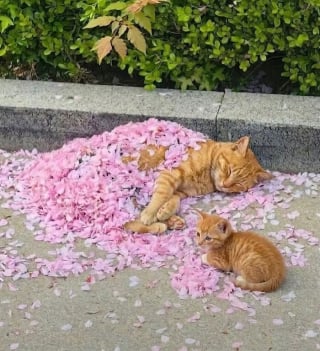 Illustration de l'article : 15 photos qui vous feront craquer &agrave; coup s&ucirc;r pour les chats tigr&eacute;s