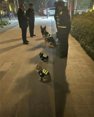 Illustration de l'article : 15 photos qui vous feront craquer &agrave; coup s&ucirc;r pour les chats tigr&eacute;s