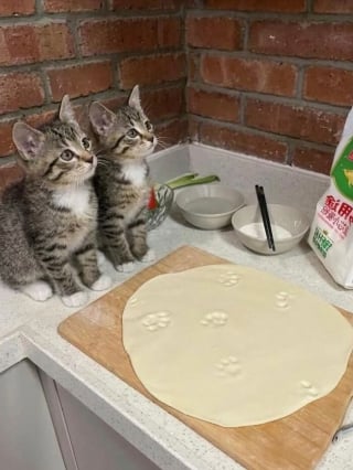 Illustration de l'article : 15 photos qui vous feront craquer &agrave; coup s&ucirc;r pour les chats tigr&eacute;s