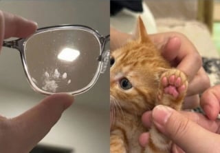 Illustration de l'article : 15 photos qui vous feront craquer &agrave; coup s&ucirc;r pour les chats tigr&eacute;s