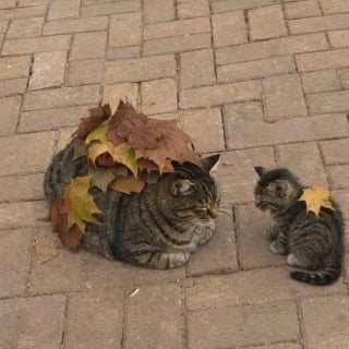 Illustration de l'article : 15 photos qui vous feront craquer &agrave; coup s&ucirc;r pour les chats tigr&eacute;s