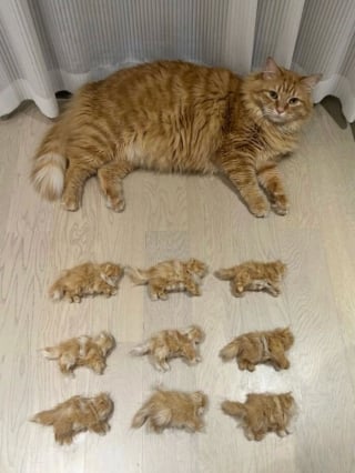 Illustration de l'article : 15 photos qui vous feront craquer &agrave; coup s&ucirc;r pour les chats tigr&eacute;s