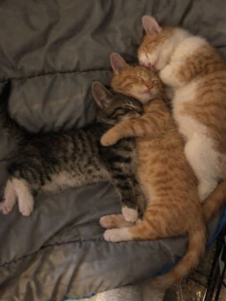 Illustration de l'article : 15 photos qui vous feront craquer &agrave; coup s&ucirc;r pour les chats tigr&eacute;s