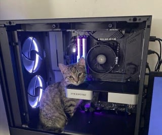 Illustration de l'article : 15 photos qui vous feront craquer &agrave; coup s&ucirc;r pour les chats tigr&eacute;s