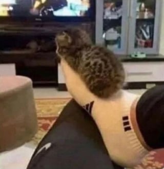 Illustration de l'article : 15 photos qui vous feront craquer &agrave; coup s&ucirc;r pour les chats tigr&eacute;s