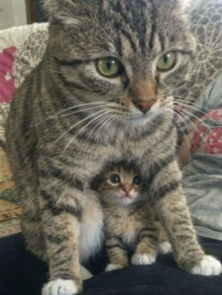 Illustration de l'article : 15 photos qui vous feront craquer &agrave; coup s&ucirc;r pour les chats tigr&eacute;s