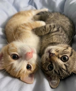 Illustration de l'article : 15 photos qui vous feront craquer &agrave; coup s&ucirc;r pour les chats tigr&eacute;s