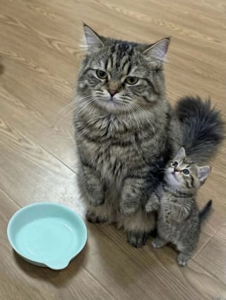 Illustration de l'article : 15 photos qui vous feront craquer &agrave; coup s&ucirc;r pour les chats tigr&eacute;s