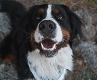 Illustration de l'article : Un chien de race Bouvier Bernois accueille tous les clients d'un h&ocirc;tel d&egrave;s leur arriv&eacute;e (vid&eacute;o)