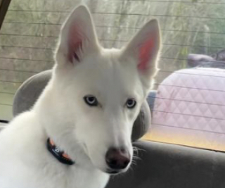 Illustration de l'article : Un homme sauve un chien Husky errant et revient l'adopter une semaine plus tard (vid&eacute;o)