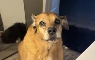 Illustration de l'article : Un chien alerte spontan&eacute;ment son ma&icirc;tre diab&eacute;tique lors de variations glyc&eacute;miques li&eacute;es &agrave; sa consommation de caf&eacute; (vid&eacute;o)