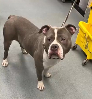 Illustration de l'article : Retrouv&eacute; intoxiqu&eacute; &agrave; la coca&iuml;ne, un chien de type Pitbull est soign&eacute; puis propos&eacute; &agrave; l'adoption