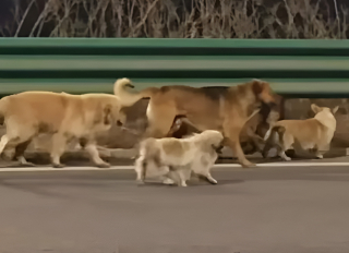 Illustration de l'article : 7 chiens vol&eacute;s pour le trafic de viande sont r&eacute;cup&eacute;r&eacute;s sur une autoroute