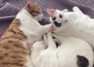 Illustration de l'article : Une vid&eacute;o montre de multiples chats domestiques refusant de quitter les genoux de leur ma&icirc;tre humain 