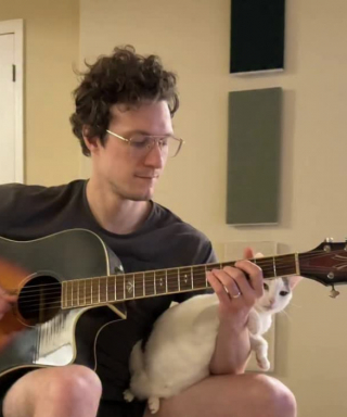 Illustration de l'article : Une vid&eacute;o montre de multiples chats domestiques refusant de quitter les genoux de leur ma&icirc;tre humain 