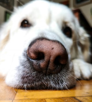 Illustration de l'article : La truffe chaude de votre chien indique de la fi&egrave;vre : vrai ou faux ?