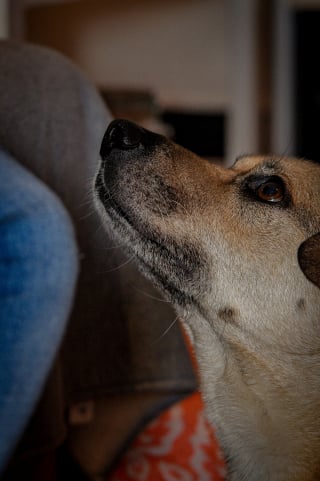 Illustration de l'article : Une &eacute;tude scientifique prouve que les chiens peuvent rep&eacute;rer le stress humain gr&acirc;ce &agrave; leur flair