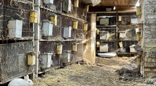 Illustration de l'article : &laquo; Sans lumi&egrave;re naturelle sans ventilation &raquo; le d&eacute;mant&egrave;lement d'un &eacute;levage clandestin varois permet une saisie de 823 animaux