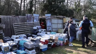 Illustration de l'article : &laquo; Sans lumi&egrave;re naturelle sans ventilation &raquo; le d&eacute;mant&egrave;lement d'un &eacute;levage clandestin varois permet une saisie de 823 animaux