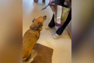 Illustration de l'article : Une femme retrouve sa chienne disparue depuis No&euml;l dans le nord de la France, gr&acirc;ce &agrave; un refuge situ&eacute; &agrave; 2 heures de chez elle (vid&eacute;o)