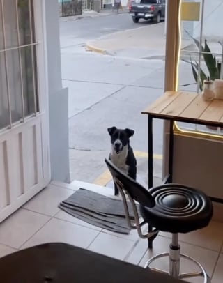 Illustration de l'article : Chaque matin &agrave; l&rsquo;ouverture du caf&eacute;, un chien errant fid&egrave;le vient r&eacute;clamer son petit-d&eacute;jeuner et ses c&acirc;lins