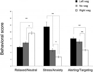 Illustration de l'article : Communication canine : la signification scientifique de l'asym&eacute;trie du battement de queue