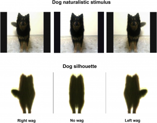 Illustration de l'article : Communication canine : la signification scientifique de l'asym&eacute;trie du battement de queue
