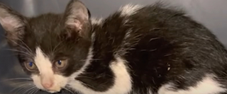 Illustration de l'article : Un chaton rep&eacute;r&eacute; sur une autoroute puis cach&eacute; dans la roue de secours de sa sauveuse surmonte sa timidit&eacute; en jouant avec ses cong&eacute;n&egrave;res