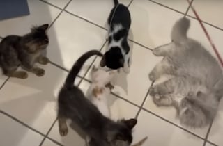 Illustration de l'article : Un chaton rep&eacute;r&eacute; sur une autoroute puis cach&eacute; dans la roue de secours de sa sauveuse surmonte sa timidit&eacute; en jouant avec ses cong&eacute;n&egrave;res