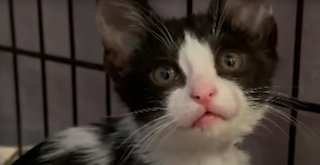 Illustration de l'article : Un chaton rep&eacute;r&eacute; sur une autoroute puis cach&eacute; dans la roue de secours de sa sauveuse surmonte sa timidit&eacute; en jouant avec ses cong&eacute;n&egrave;res