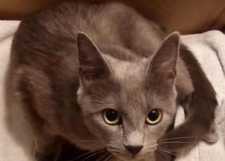 Illustration de l'article : Une chatte errante que ses ma&icirc;tres croyaient gravement malade donne finalement naissance &agrave; 2 petits chatons