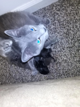 Illustration de l'article : Une chatte errante que ses ma&icirc;tres croyaient gravement malade donne finalement naissance &agrave; 2 petits chatons