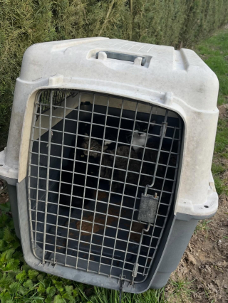 Illustration de l'article : Un refuge 30 Millions d&rsquo;Amis trouve 7 chatons abandonn&eacute;s dans une caisse de transport et leur promet un avenir meilleur