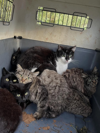 Illustration de l'article : Un refuge 30 Millions d&rsquo;Amis trouve 7 chatons abandonn&eacute;s dans une caisse de transport et leur promet un avenir meilleur