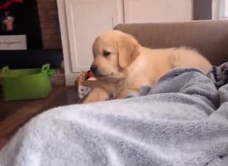 Illustration de l'article : Un chiot rest&eacute; distant &eacute;meut son adoptante atteinte de d&eacute;pression en s'approchant d'elle spontan&eacute;ment pour la premi&egrave;re fois (vid&eacute;o)