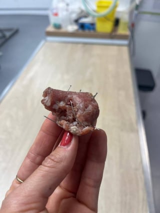 Illustration de l'article : Un chien sauv&eacute; de justesse apr&egrave;s avoir aval&eacute; des morceaux de saucisse pi&eacute;g&eacute;s avec des aiguilles lors d'une promenade sur la plage