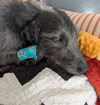 Illustration de l'article : Un chien sauv&eacute; de justesse apr&egrave;s avoir aval&eacute; des morceaux de saucisse pi&eacute;g&eacute;s avec des aiguilles lors d'une promenade sur la plage