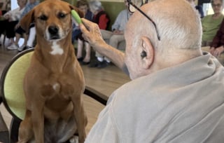 Illustration de l'article : Chienne de th&eacute;rapie, Bali &oelig;uvre toute l&rsquo;ann&eacute;e pour am&eacute;liorer la qualit&eacute; de vie des personnes atteintes de la maladie d&rsquo;Alzheimer 