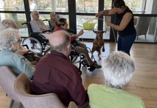 Illustration de l'article : Chienne de th&eacute;rapie, Bali &oelig;uvre toute l&rsquo;ann&eacute;e pour am&eacute;liorer la qualit&eacute; de vie des personnes atteintes de la maladie d&rsquo;Alzheimer 