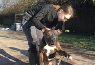 Illustration de l'article : Un refuge du Calvados innove en ciblant pr&eacute;cis&eacute;ment la compatibilit&eacute; entre l'adoptant et le chien