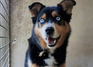 Illustration de l'article : Un refuge du Calvados innove en ciblant pr&eacute;cis&eacute;ment la compatibilit&eacute; entre l'adoptant et le chien