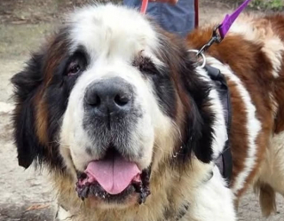 Illustration de l'article : Un refuge du Calvados innove en ciblant pr&eacute;cis&eacute;ment la compatibilit&eacute; entre l'adoptant et le chien