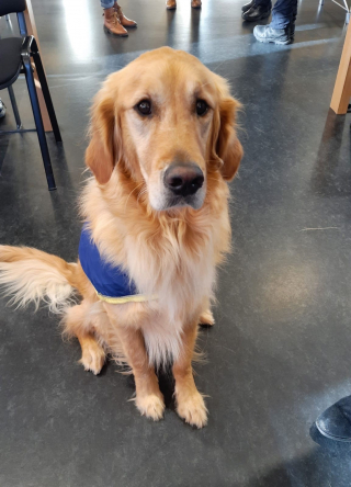 Illustration de l'article : Un chien r&eacute;form&eacute; et orient&eacute; comme assistant judiciaire accompagne les victimes lors des proc&egrave;s difficiles &agrave; la cour d'assises de Corr&egrave;ze (vid&eacute;o)