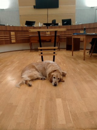 Illustration de l'article : Un chien r&eacute;form&eacute; et orient&eacute; comme assistant judiciaire accompagne les victimes lors des proc&egrave;s difficiles &agrave; la cour d'assises de Corr&egrave;ze (vid&eacute;o)