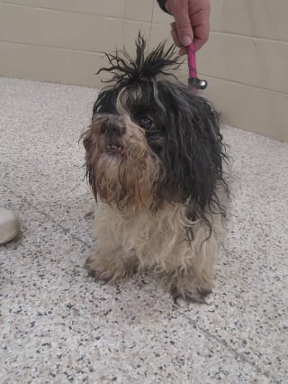 Illustration de l'article : &laquo; J&rsquo;ai pleur&eacute;, j&rsquo;&eacute;tais tellement &eacute;mue &raquo;, perdu depuis pr&egrave;s de 10 ans, un chien est retrouv&eacute; sur Facebook par la petite-fille de sa ma&icirc;tresse