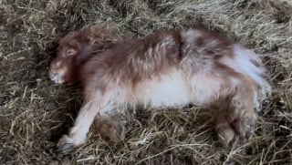 Illustration de l'article : Un poney Shetland miniature retrouv&eacute; dans un &eacute;tat critique est sauv&eacute; gr&acirc;ce &agrave; des soins v&eacute;t&eacute;rinaires intensifs (vid&eacute;o)