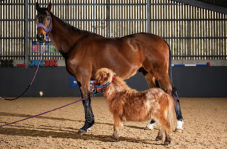Illustration de l'article : Un poney Shetland miniature retrouv&eacute; dans un &eacute;tat critique est sauv&eacute; gr&acirc;ce &agrave; des soins v&eacute;t&eacute;rinaires intensifs (vid&eacute;o)