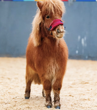Illustration de l'article : Un poney Shetland miniature retrouv&eacute; dans un &eacute;tat critique est sauv&eacute; gr&acirc;ce &agrave; des soins v&eacute;t&eacute;rinaires intensifs (vid&eacute;o)